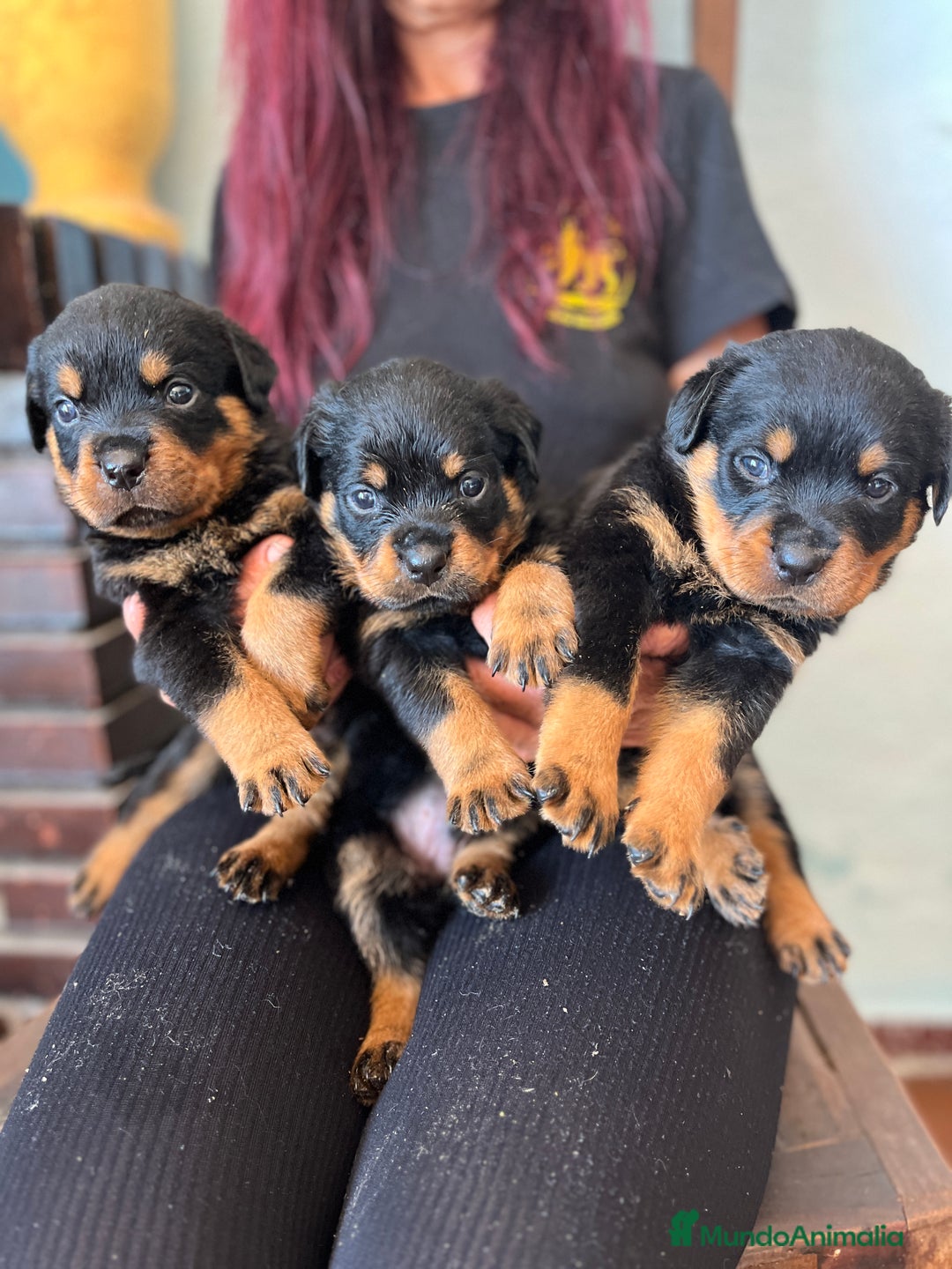 Rottweiler perros en venta: ROTTWEILER macho y hembra - Imagen 7