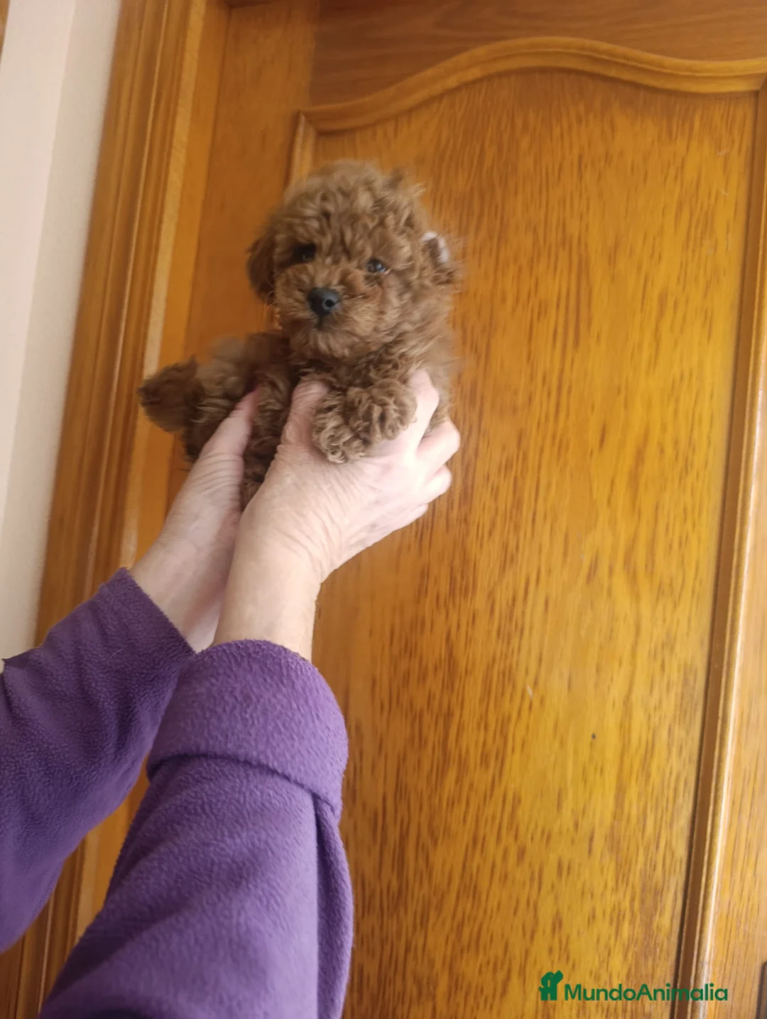 Caniche Toy perros en venta: CANICHE HEMBRAS ROJAS EXCLUSIVAS - Anuncio 1