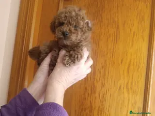 Caniche Toy perros CANICHE HEMBRAS ROJAS EXCLUSIVAS - Anuncio 1