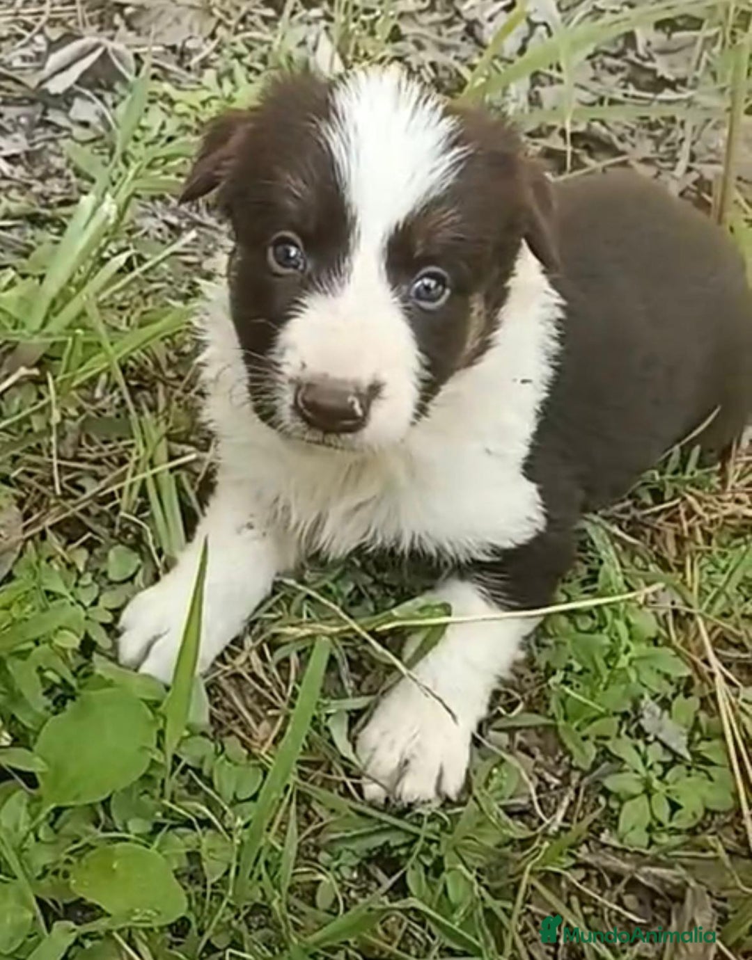 Border Collie perros en venta: Border collie chocolate hembra - Imagen 8