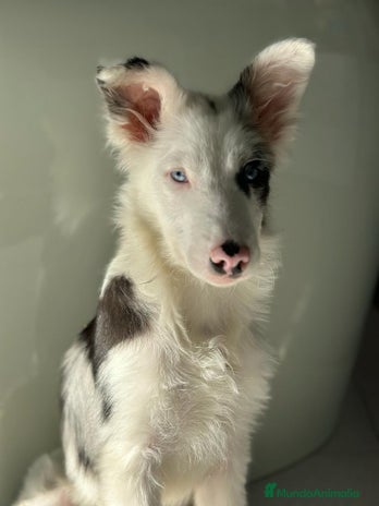 Border Collie perros - Anuncio 2