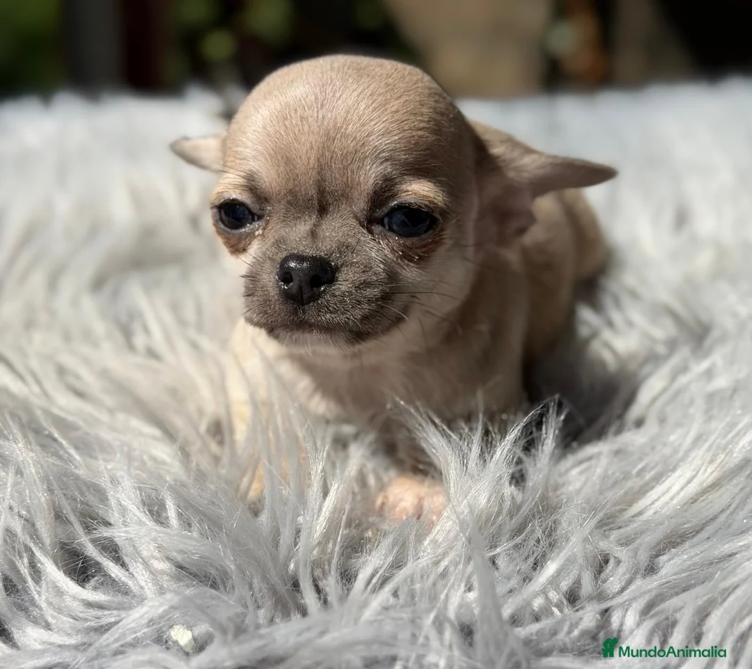 Chihuahua perros en venta: CHIHUAHUA MACHO BLUE FAWN - Anuncio 4