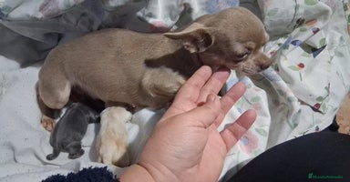 Chihuahua perros Parejita de chihuahua crema y otro azul - Anuncio 2
