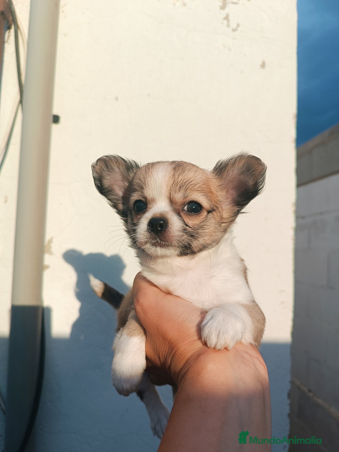 Chihuahua perros en venta: Chihuahuas - Imagen 14
