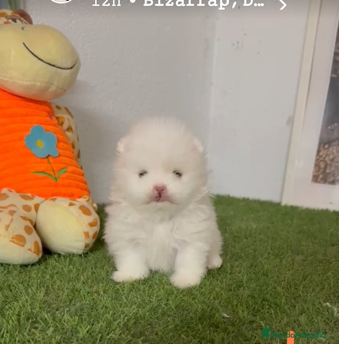 Bichón Maltés perros Bichon maltés coreano - Anuncio 2