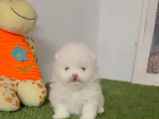 Bichón Maltés perros Bichon maltés coreano - Anuncio 2