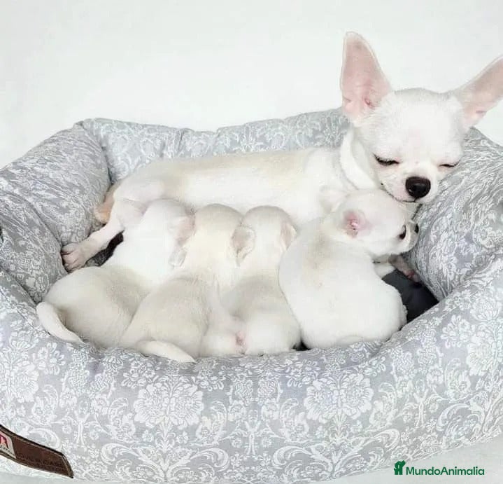 Chihuahua perros CHIHUAHUAS MINI ( TODA ESPAÑA )  - Anuncio 1