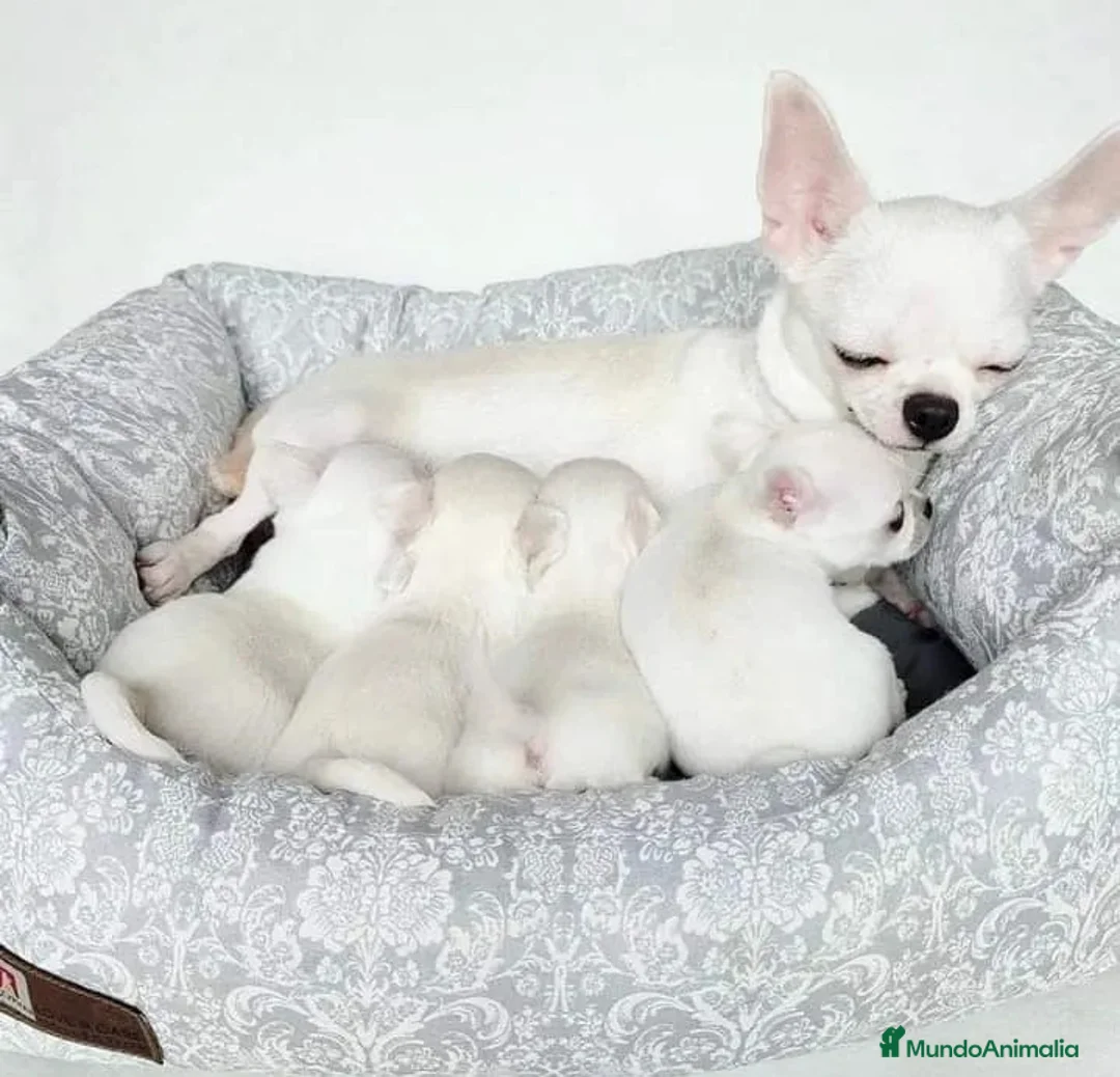 Chihuahua perros en venta: CHIHUAHUAS MINI ( TODA ESPAÑA )  - Anuncio 1