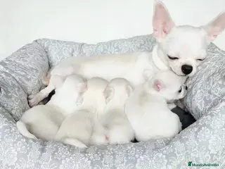 Chihuahua perros CHIHUAHUAS MINI ( TODA ESPAÑA ) - Anuncio 1