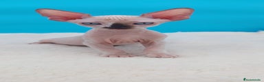 Sphynx Gatito 2