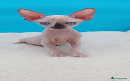 Sphynx gatos en venta: Preciosa camada de gatitos sphynx  - Imagen 24