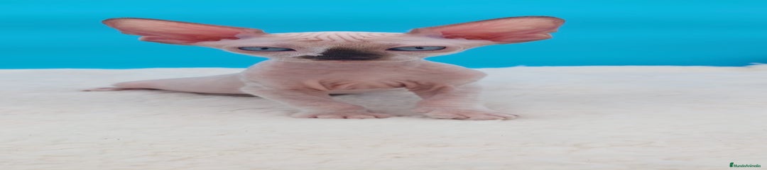 Sphynx Gatito 2
