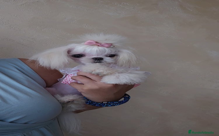 Bichón Maltés perros - Propaganda 6