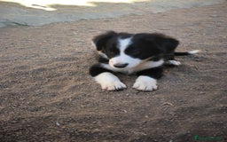 Border Collie perros en venta: Cachorros border collie de 2 meses  - Imagen 5