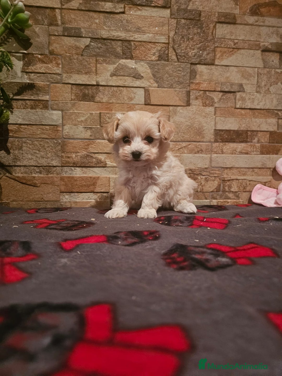 Maltipoo perros en venta: CAMADA DE MALTIPOO  - Imagen 1