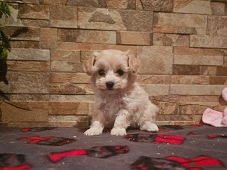 Maltipoo perros - Anuncio 7