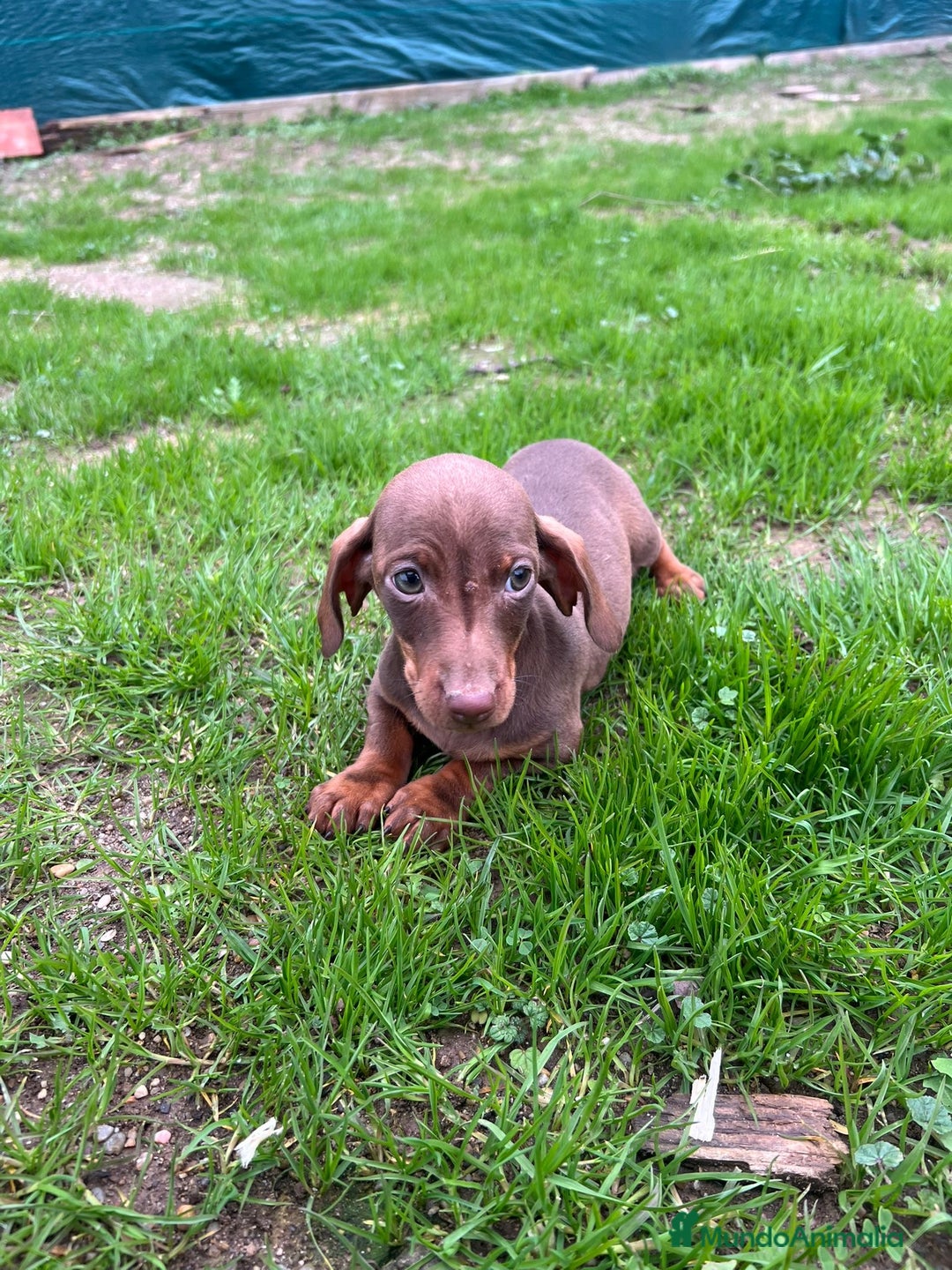 Teckel Miniatura perros en venta: Teckel canichen  - Anuncio 1