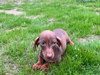 Teckel Miniatura perros Teckel canichen - Anuncio 32