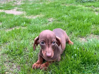 Teckel Miniatura perros Teckel canichen - Anuncio 37