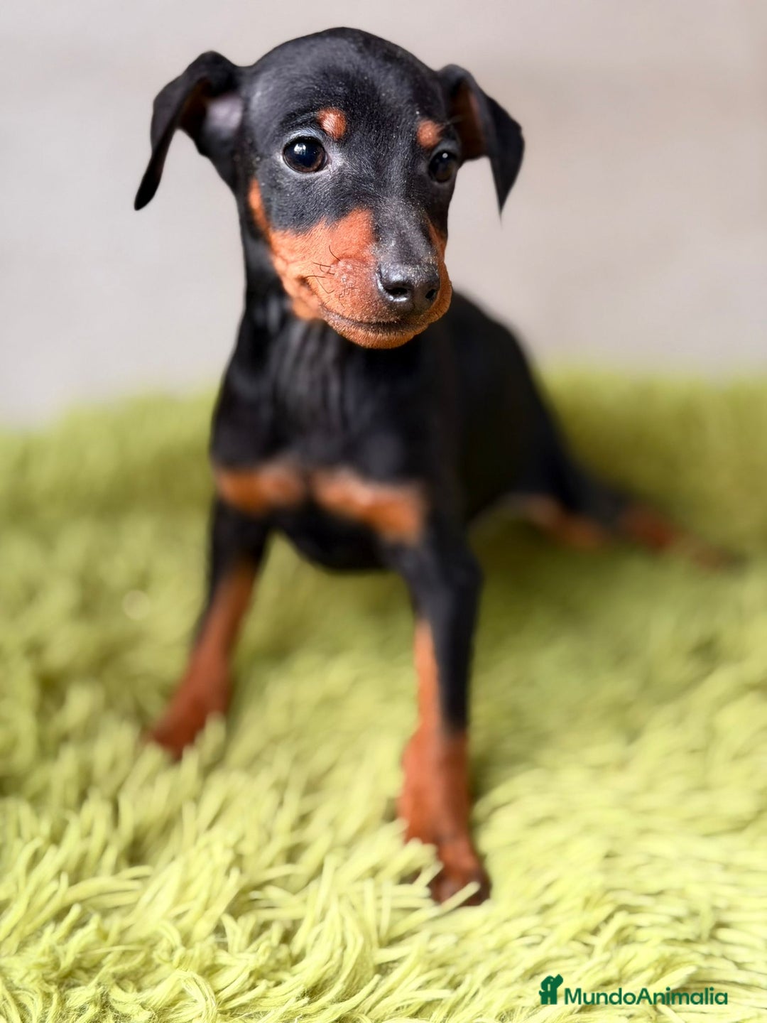 Pinscher Miniatura perros en venta: Mini pincher negro fuego  - Anuncio 1