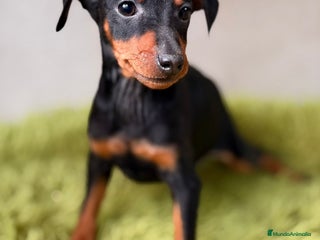 Pinscher Miniatura perros Mini pincher negro fuego - Anuncio 2