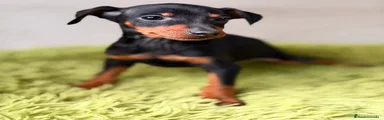Pinscher Miniatura Cachorro 1
