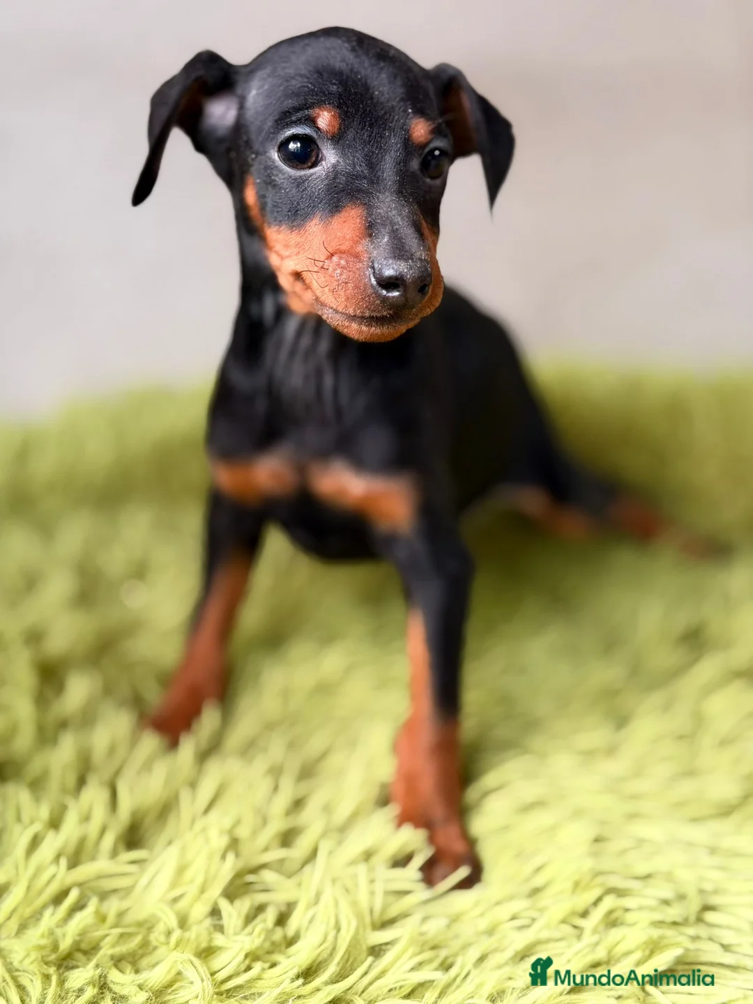 Pinscher Miniatura perros en venta: Mini pincher negro fuego  - Anuncio 1