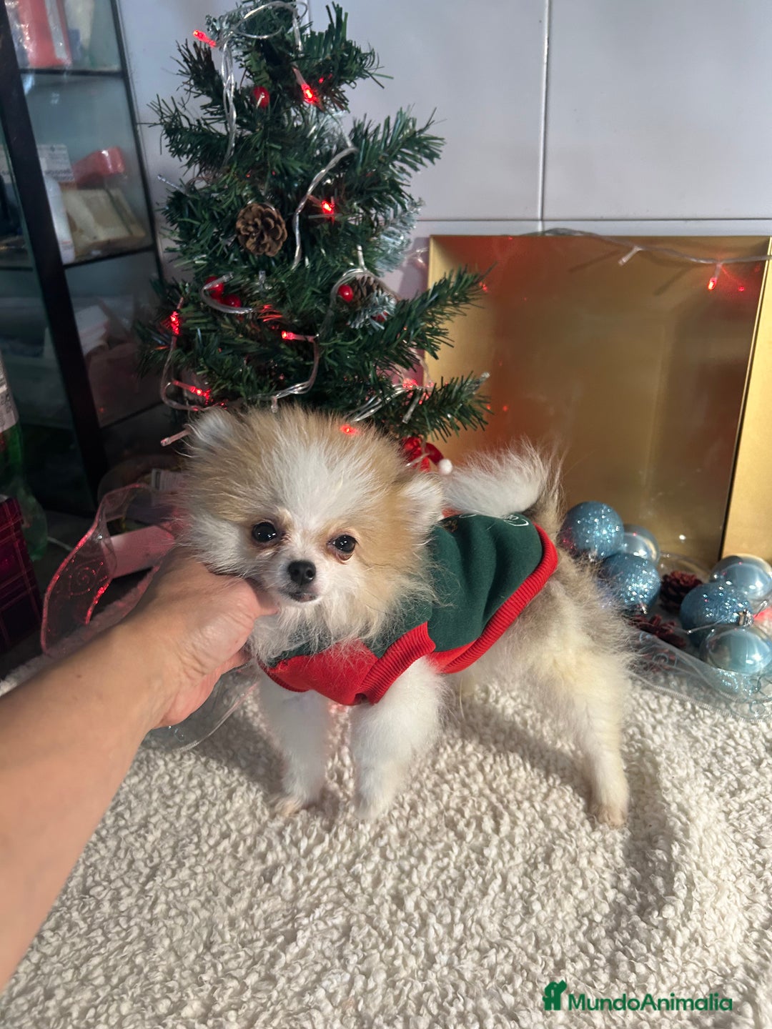 Pomerania perros en venta: Pomerania  - Anuncio 2