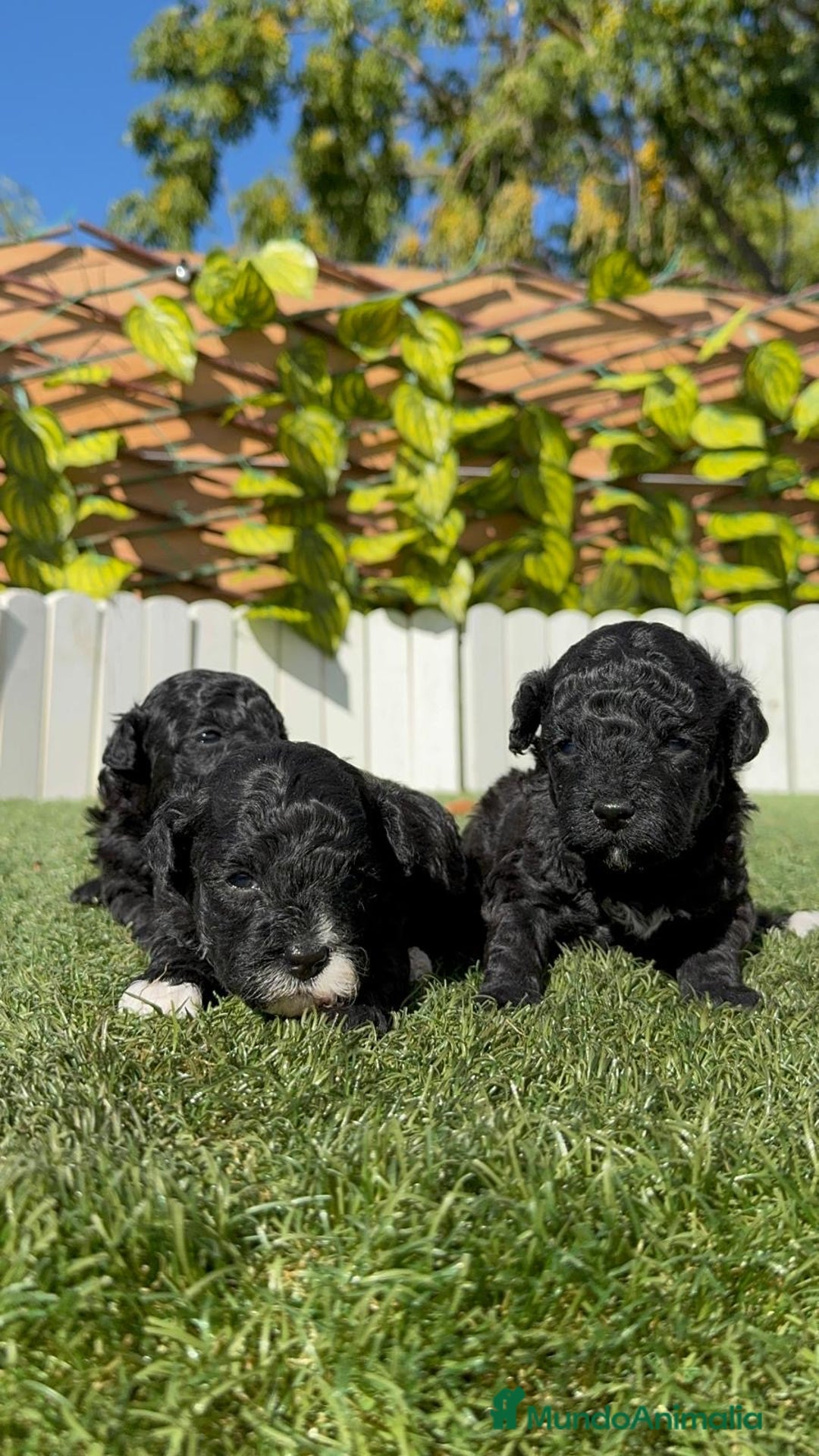 Caniche Toy perros en venta: CANICHE TOY - Imagen 4