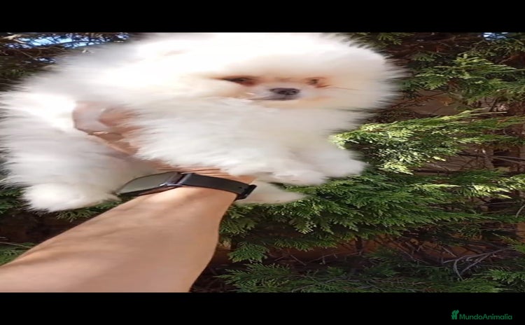 Pomerania perros - Anuncio 3