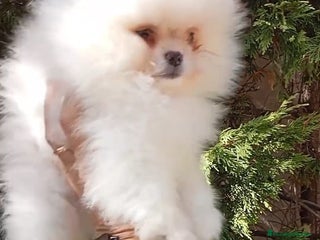 Pomerania perros - Anuncio 1