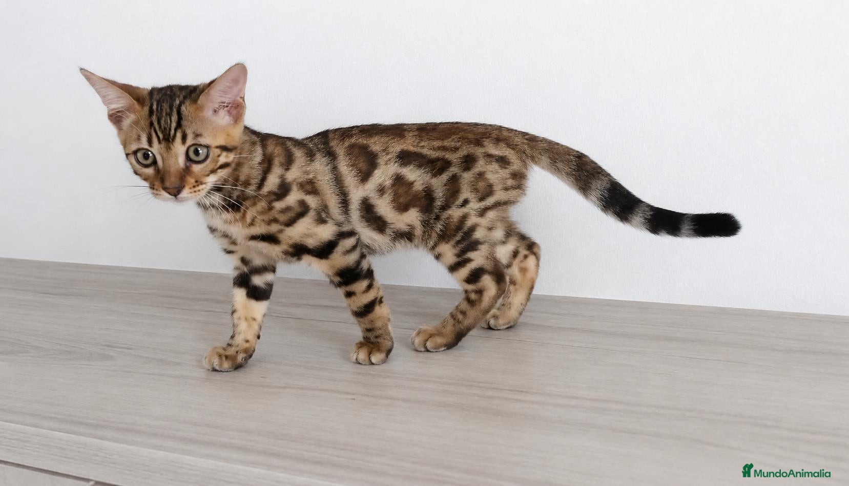 Bengalí gatos en venta: PRECIOSOS BENGALÍS  - Anuncio 18