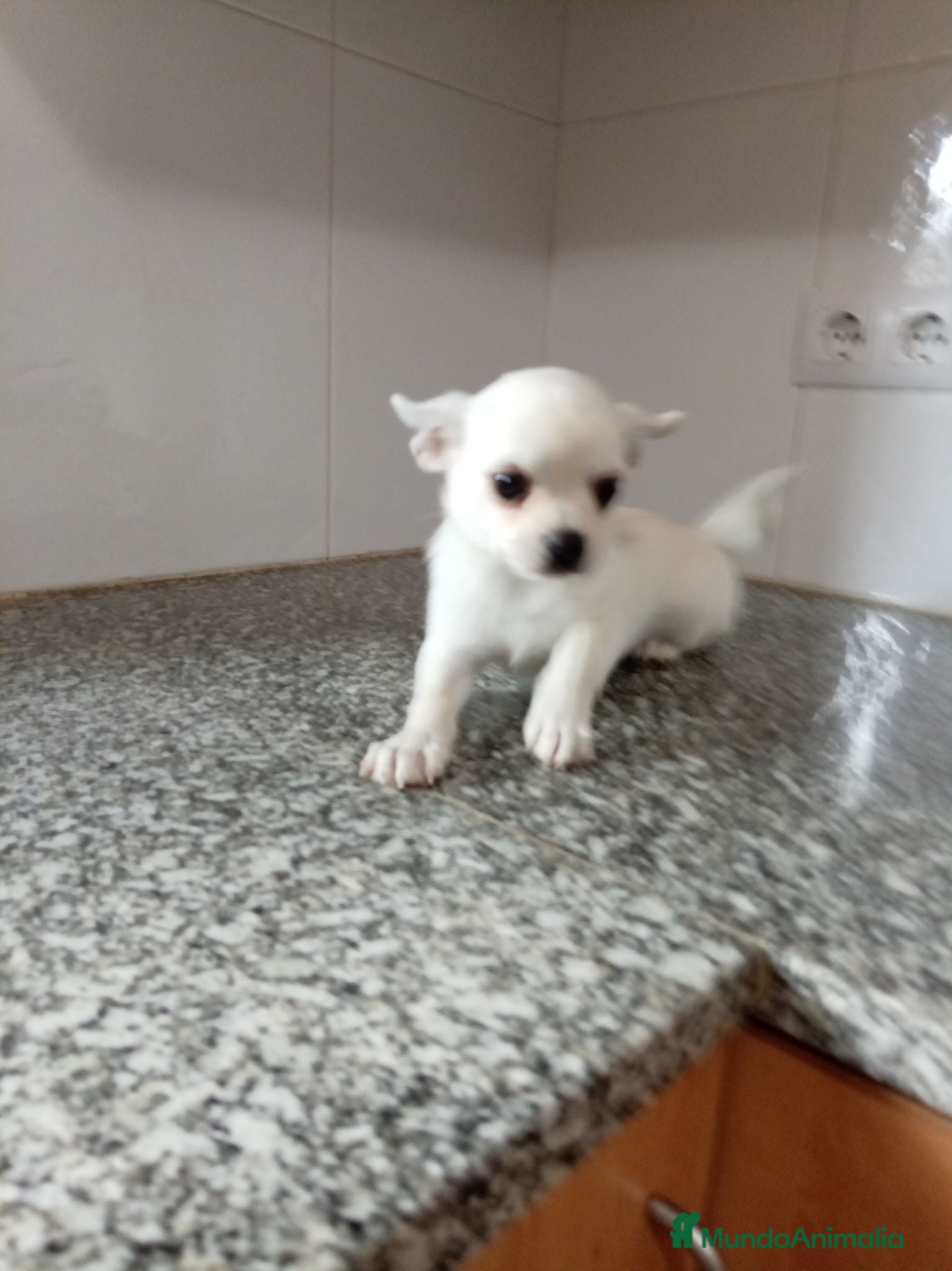 Chihuahua perros Chihuahua - Anuncio 1