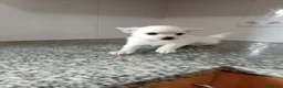 Chihuahua perros en venta: Chihuahua - Anuncio 1