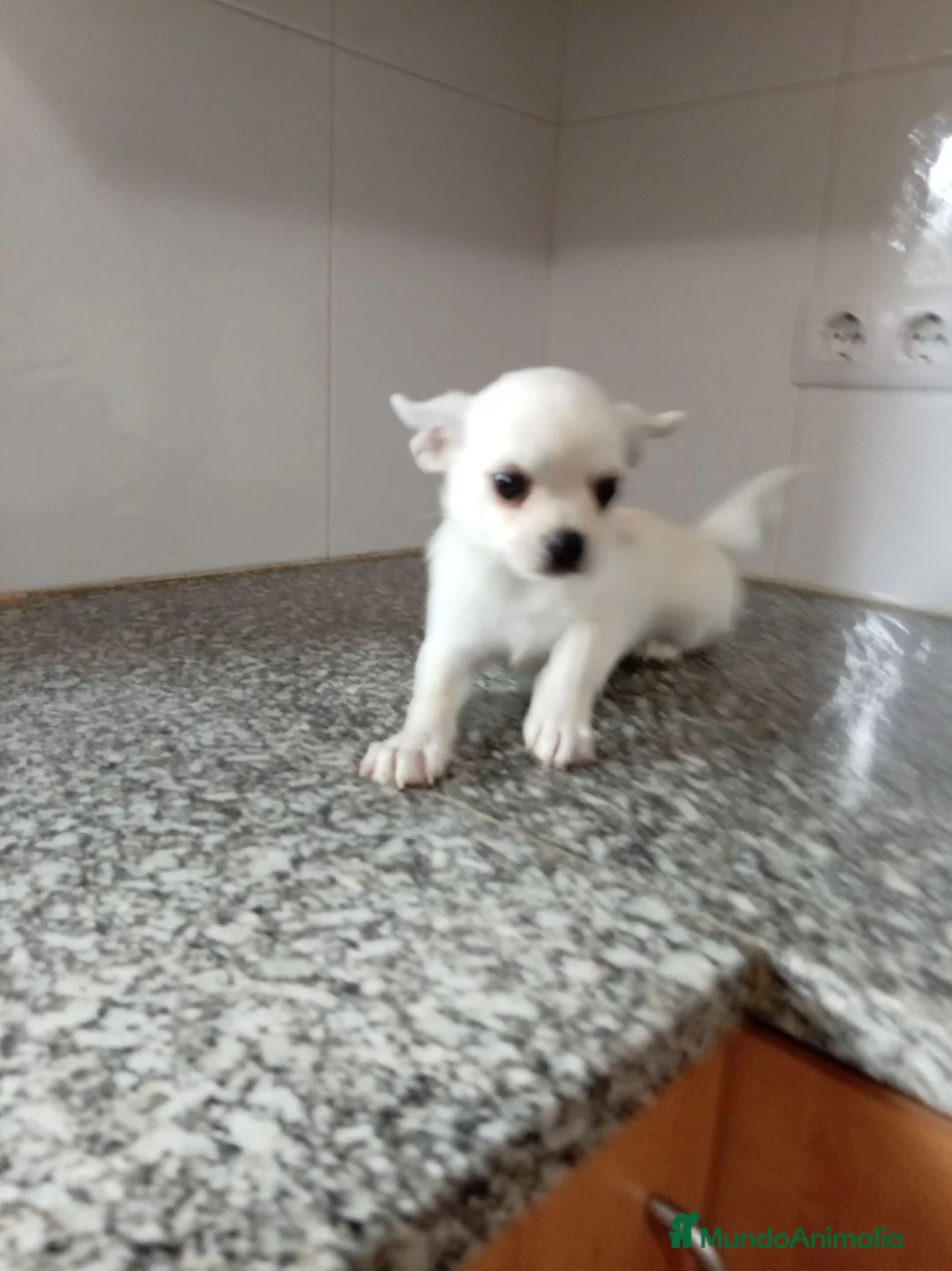 Chihuahua perros en venta: Chihuahua - Anuncio 1