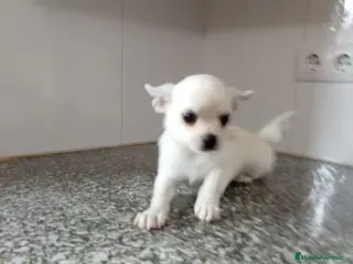 Chihuahua perros Chihuahua - Anuncio 4