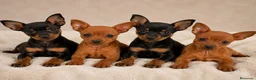 Pinscher Miniatura perros en venta: Preciosos pinscher rojo y negro fuego♥️🖤 - Anuncio 1