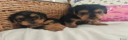Yorkshire Terrier perros en venta: Yorkshire Terrier  en Madrid - Anuncio 10