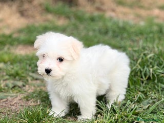 Bichón Maltés perros en Barcelona - Anuncio 26