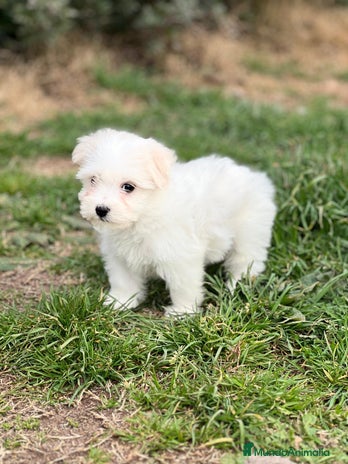 Bichón Maltés perros en Barcelona - Anuncio 9