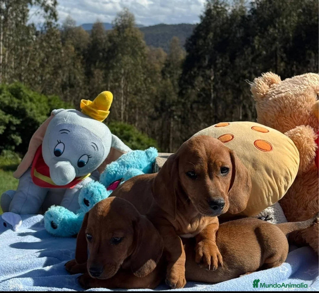 Teckel Miniatura perros en venta: Teckel miniatura. Machos - Anuncio 3