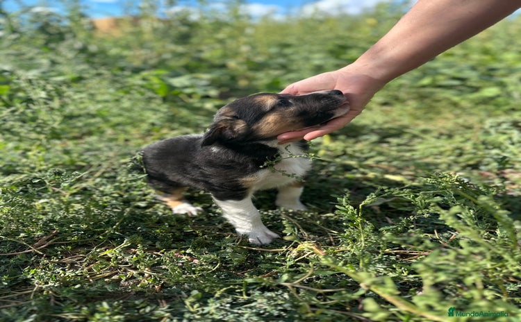 Border Collie perros - Anuncio 16