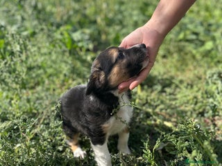 Border Collie perros - Anuncio 40