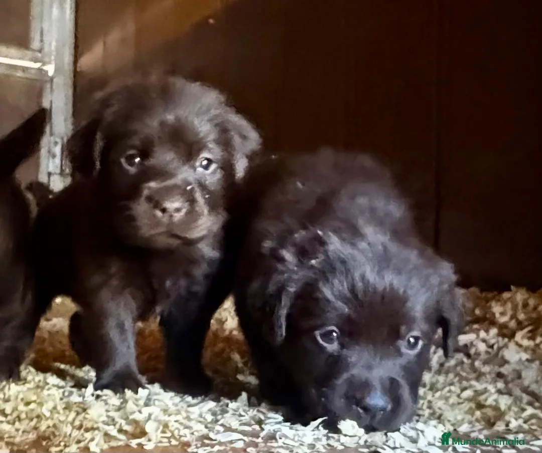 Labrador Retriever perros en venta: labrador chocolate  - Anuncio 9
