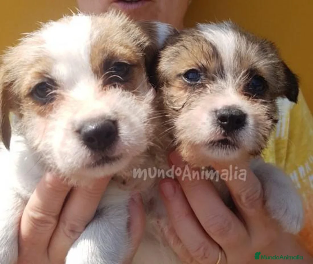 Imagen de galería {{count}}