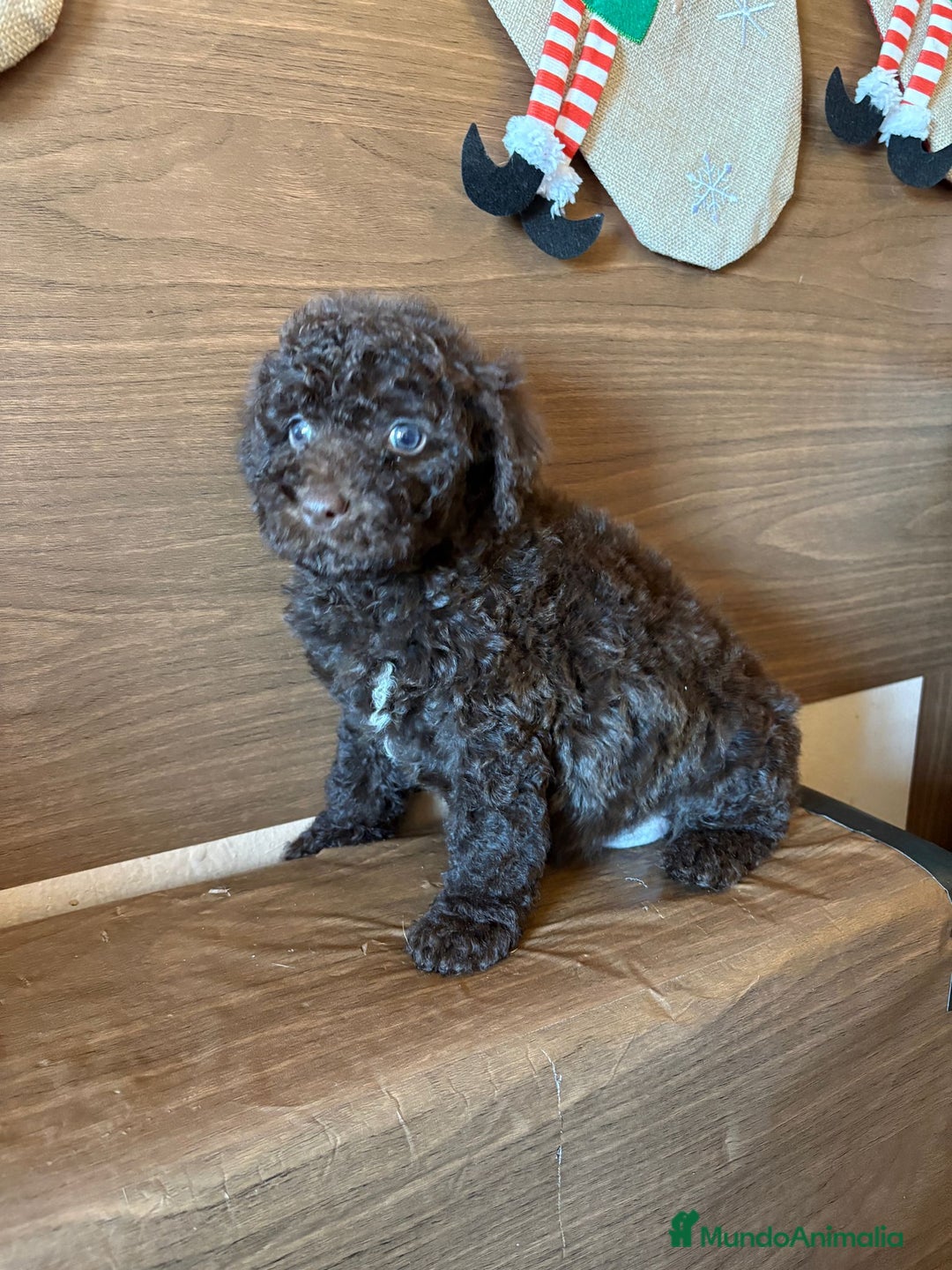 Perro de Agua Español perros en venta: Perro.de agua  - Anuncio 13