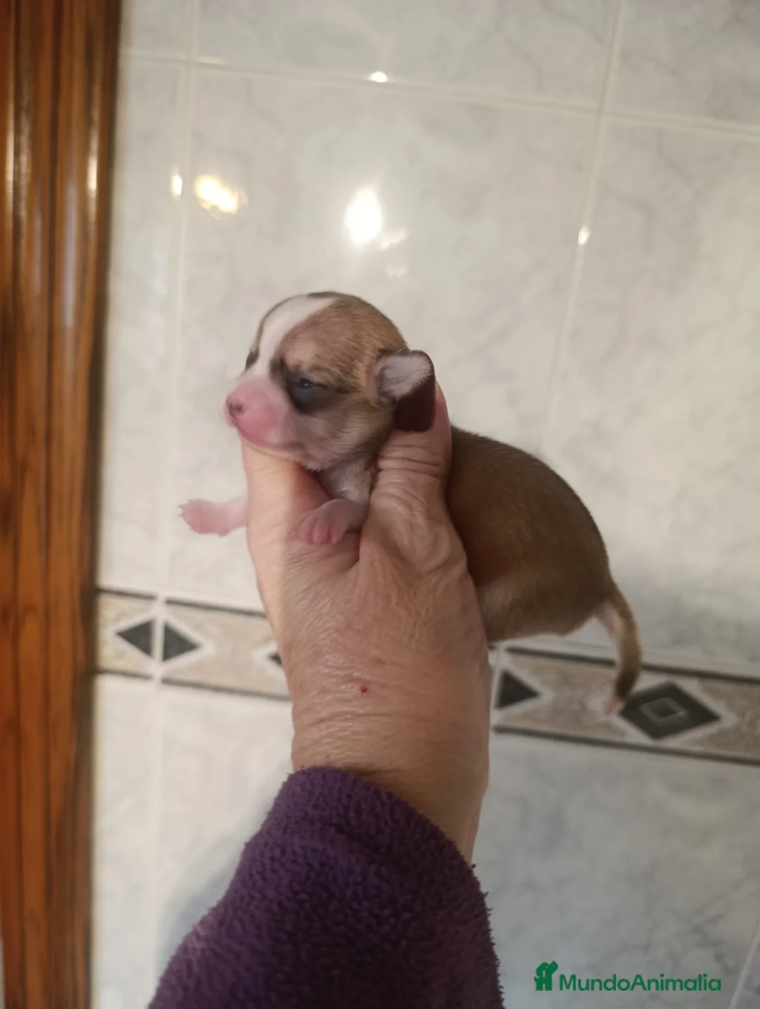 Chihuahua perros en venta: CHIHUAHUAS EXCLUSIVOS - Anuncio 1