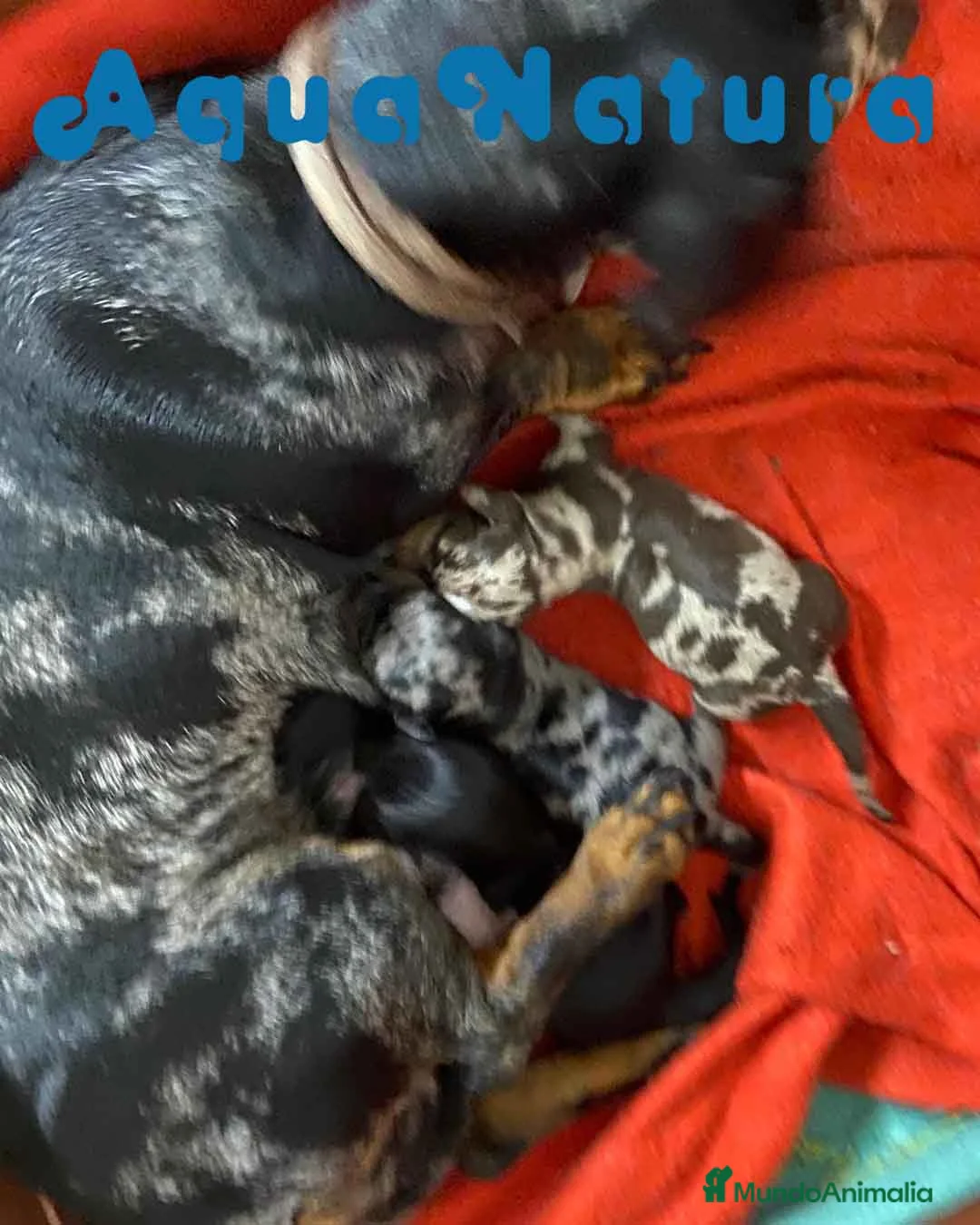 Teckel perros en venta: Camada TECKEL disponible - AQUANATURA en Barcelona - Anuncio 6