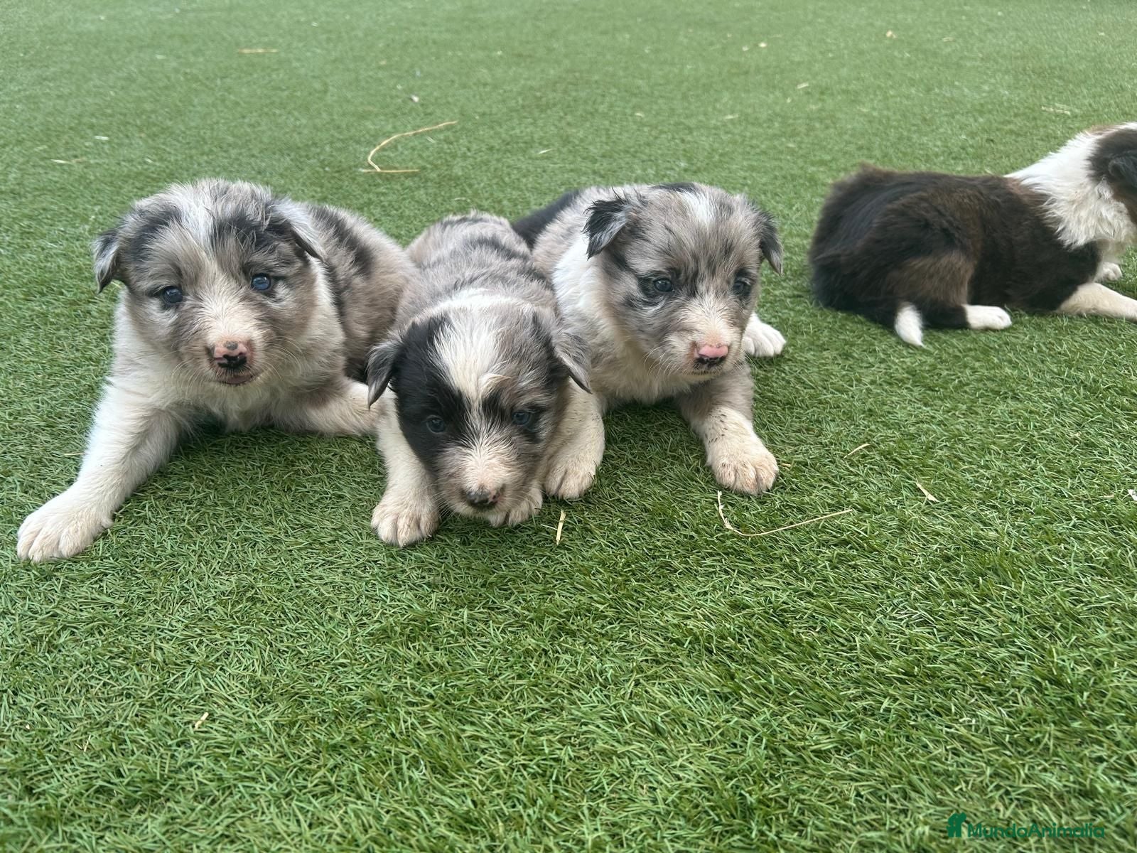 Border Collie perros Border Collie  - Anuncio 1