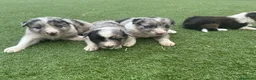 Border Collie perros en venta: Border Collie  - Anuncio 1